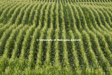  Corn field and center pivot irrigation in south central Nebraska. July, 2010. 