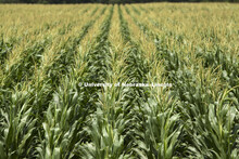  Corn field and center pivot irrigation in south central Nebraska. July, 2010. 