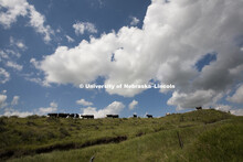 Cattle graze in a pasture east of Curtis, Nebraska. July, 2010. 