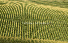 Corn fields northwest of Kearney, NE.  Agriculture photo shoot, Central Nebraska. 