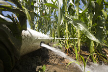 Corn grows near of Kearney, NE, July, 2010. Agriculture photo shoot in  Nebraska. 