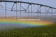 Soybean field south of Center City, Nebraska under irrigation. Rainbow caused by late afternoon sun 