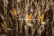 Corn on test plots on UNL East Campus. October, 18, 2011. 