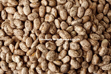 Studio photography of pinto beans. 120217, 