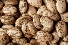 Studio photography of pinto beans. 120217, 