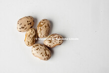 Studio photography of pinto beans. 120217, 