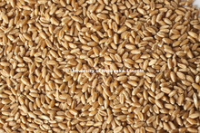 Studio photography of wheat kernels, 120217, 