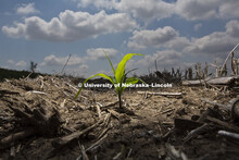 Agriculture photo shoot. Corn planting. Seedling. central Nebraska. May 2, 2011. 