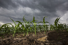 Young corn plants in southeast Lancaster County stretch up to a stormy sky, May 30, 2012. 
