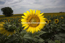 Sunflowers in field near Minneapolis, KS. July 8, 2012. 