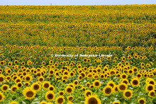 Sunflowers in field near Minneapolis, KS. July 8, 2012. 