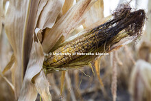 Drought affected corn. Southern Lancaster County, near Bennet, Nebraska. 120820, 