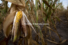 Drought affected corn. Southern Lancaster County, near Bennet, Nebraska. 120820, 