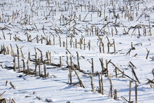 Snow blankets the ground as corn stalks poke through in southern Lancaster County. Saturday, Februar