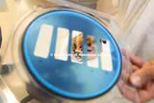 Aaron Dominguez holds an array of silicon sensors with readout chips attached. Physics lab working o