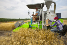 Wheat harvest of test plots at UNL fields at 84th and Havelock. Peter Baenziger, Agronomy and Hortic