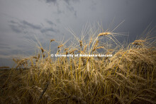 Wheat harvest of test plots at UNL fields at 84th and Havelock. Peter Baenziger, Agronomy and Hortic