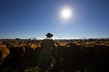 Calves are weaned from the herd Tuesday at the ARDC near Meade, NE. The herd are Red Angus called Hu