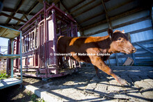 Calves are weaned from the herd Tuesday at the ARDC near Meade, NE. The herd are Red Angus called Hu