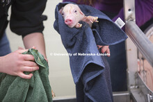 ASCI 150 class learns Farrowing Management while on sow watch on east campus. Bryan A. Reiling, Ph. 