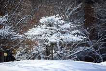 The UNL campus is covered by the first substantial snowfall of the year. February 3, 2015. 