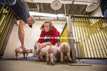 ASCI 150 class learns Farrowing Management weighing and sorting piglets on east campus. Bryan A. Rei