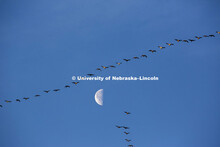 Flocks of snow geese fill the sky in southern Lancaster County. March 13, 2015.  