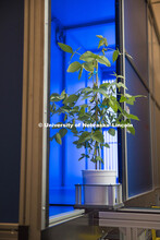 Open house. New greenhouses on Nebraska Innovation Campus include an automated system for photograph