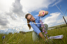 Anna Tatarko, a graduate student in Biological Sciences, measures the height of a Penstamon as she d