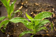 Water falls on young corn plants in a field north of Adams, Nebraska. May 30, 2015  