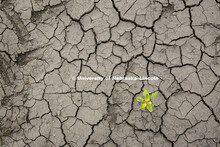 A soybean plant grows in a dry ground in Landcaster County, NE.  Office of Research photo shoot June