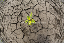 A soybean plant grows in a dry ground in Landcaster County, NE.  Office of Research photo shoot June