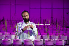 Harkamal Walia checks the progress of a rice plant growing in the Lemna Tech High Throughput Phenoty