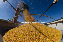 Portenier farm near Harvard, NE. Corn Harvest. South-central Nebraska. October 15, 2015. 