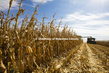 Portenier farm near Harvard, NE. Corn Harvest. South-central Nebraska. October 15, 2015. 