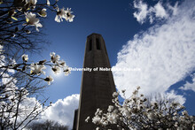 Mueller Bell Tower surrounded by the blooming spring trees. March 16, 2016, photo by Craig Chandler,