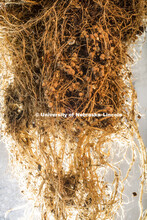 Soybean roots photographed for the Center for Root and Rhizome Innovation, sponsored by an EPSCoR gr