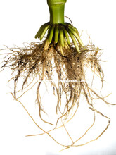 Young corn roots. Ed Cahoon and Jim Alfano lead the Center for Root and Rhizome Innovation sponsored