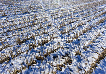 Snow on corn stalks. Southeast Lancaster County. December 4, 2016.   