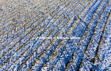 Snow on corn stalks. Southeast Lancaster County. December 4, 2016.   