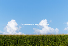 Cornfield north of Hickman, Nebraska. August 7, 2017. 