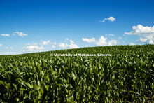 Cornfield in southeast Lancaster County. June 24, 2018. 