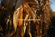 Corn field southeast corner of Lancaster County. September 23, 2018. 