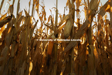 Corn field southeast corner of Lancaster County. September 23, 2018. 