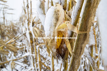 Four inches of snow from an early storm covers a corn field awaiting harvest in southeast Lancaster 