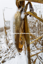 Four inches of snow from an early storm covers a corn field awaiting harvest in southeast Lancaster 