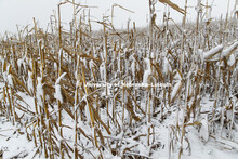 Four inches of snow from an early storm covers a corn field awaiting harvest in southeast Lancaster 