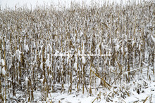 Four inches of snow from an early storm covers a corn field awaiting harvest in southeast Lancaster 