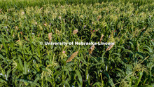 David Holding, Associate Professor of Agronomy and Horticulture, and his team is pollenating popcorn
