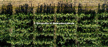 David Holding, Associate Professor of Agronomy and Horticulture, and his team is pollenating popcorn